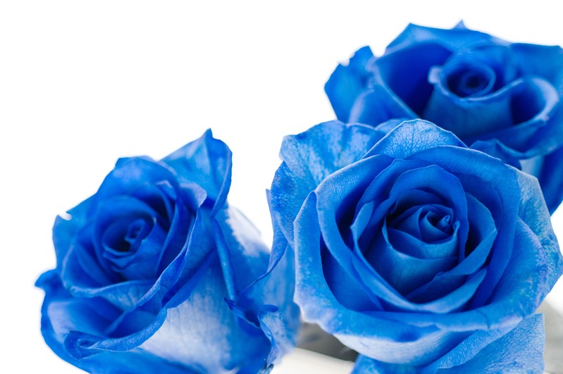 Regalare una rosa blu