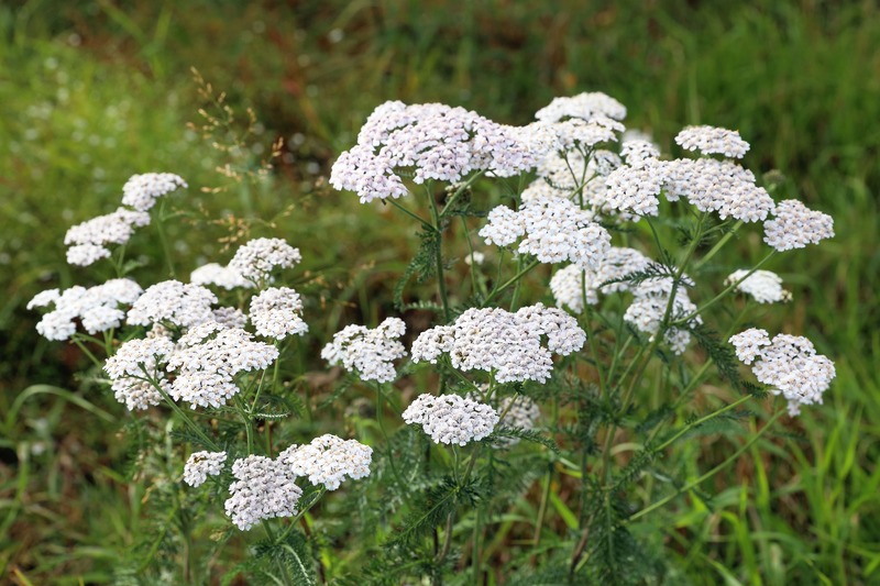 Achillea