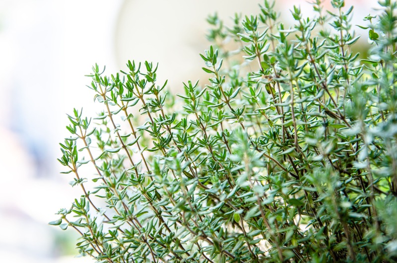 erbe di montagna Timo